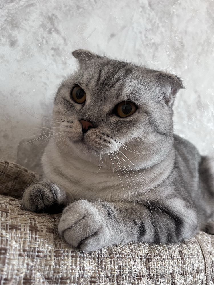 Продам кота вислоу