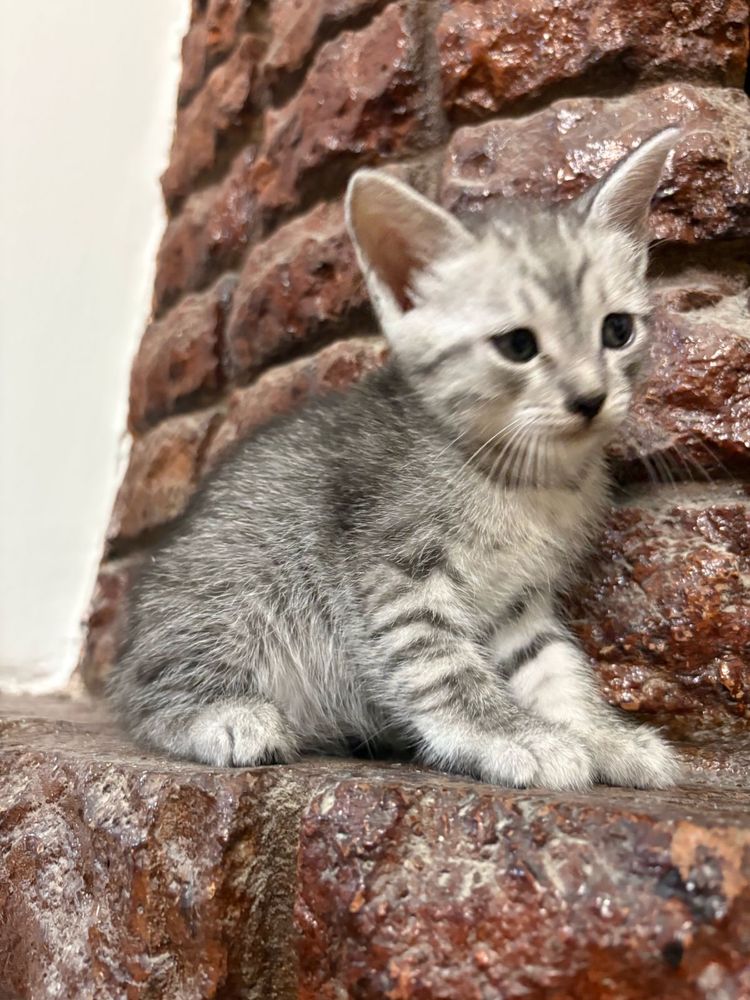 Отдам котят в хорошие руки
