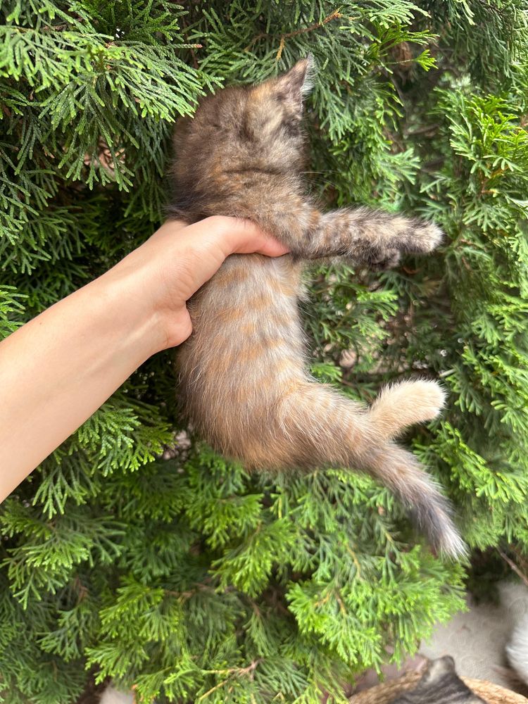 Котята отдам в добрые руки беслпатно