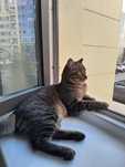 Кот годовалый домашний