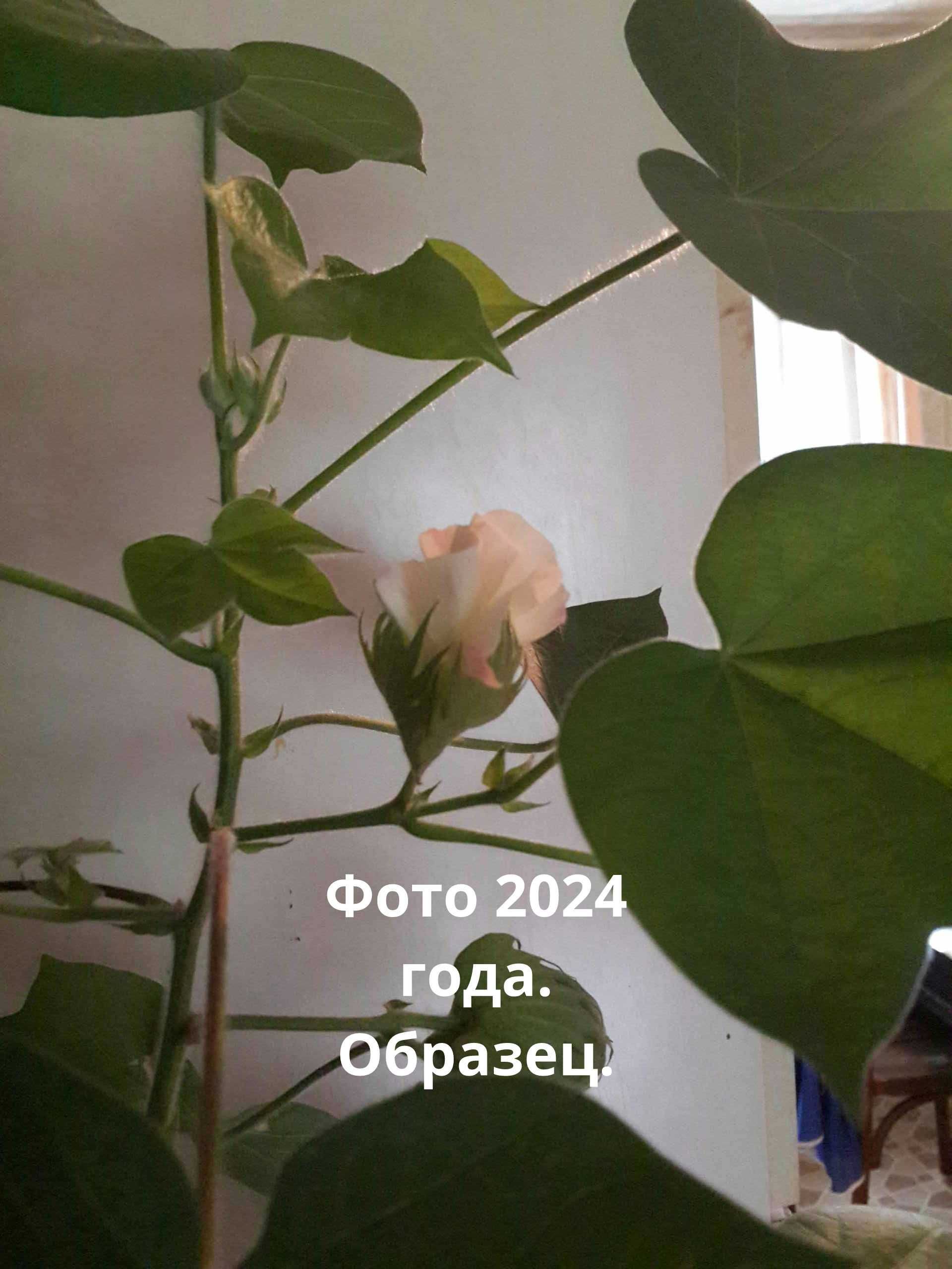 Хлопчатник. Комнатное растение.