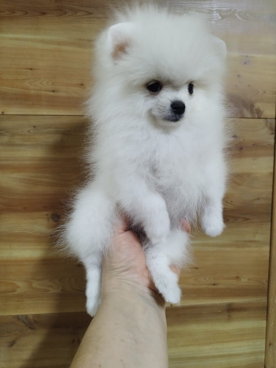 Померанский шпиц