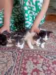 В добрые руки котята. Сами кушают,в лоток ходят