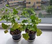 Продам герань королевскую