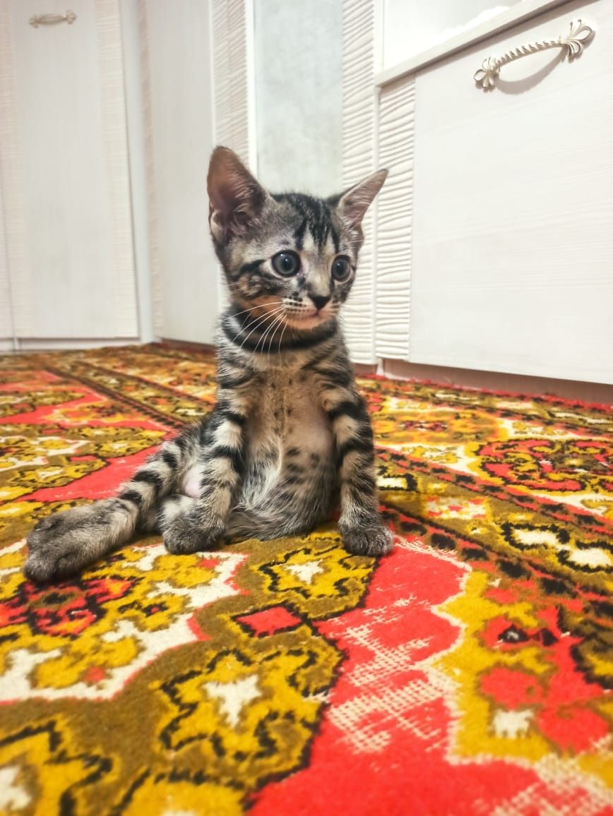 Котята в хорошие добрые руки