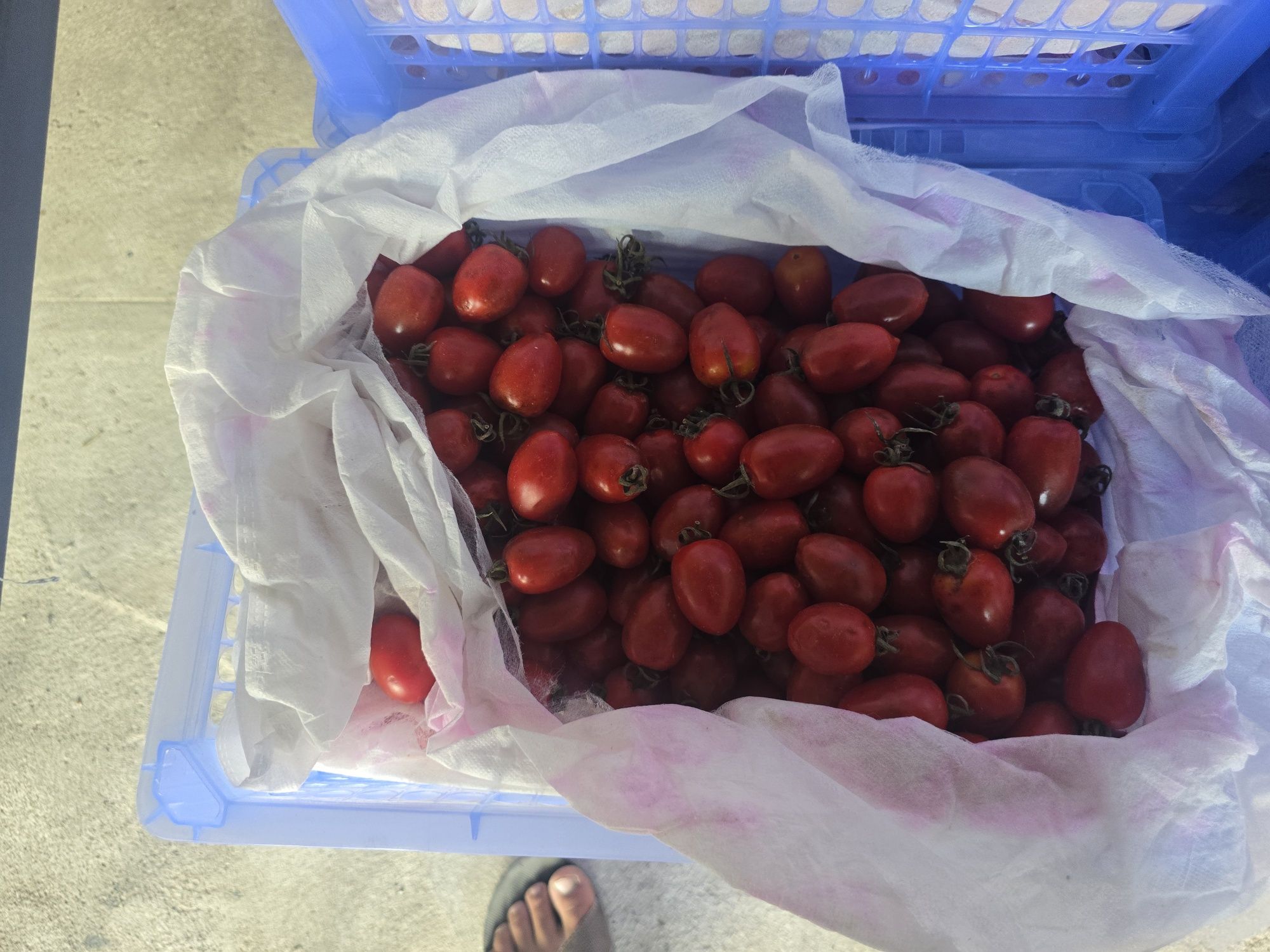 Продам помидоры чери