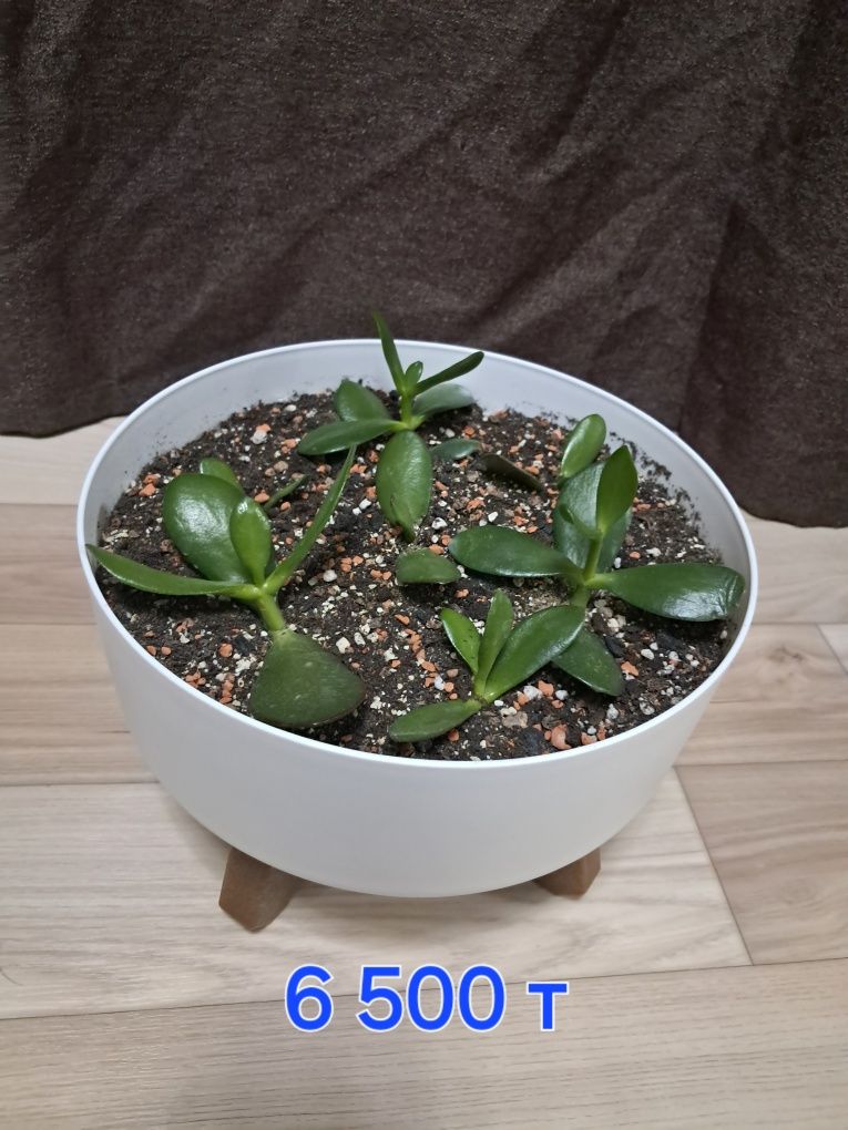 Продам комнатные растения