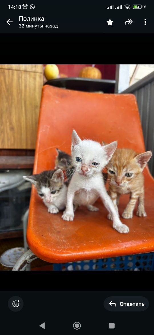 Котята в добрые руки