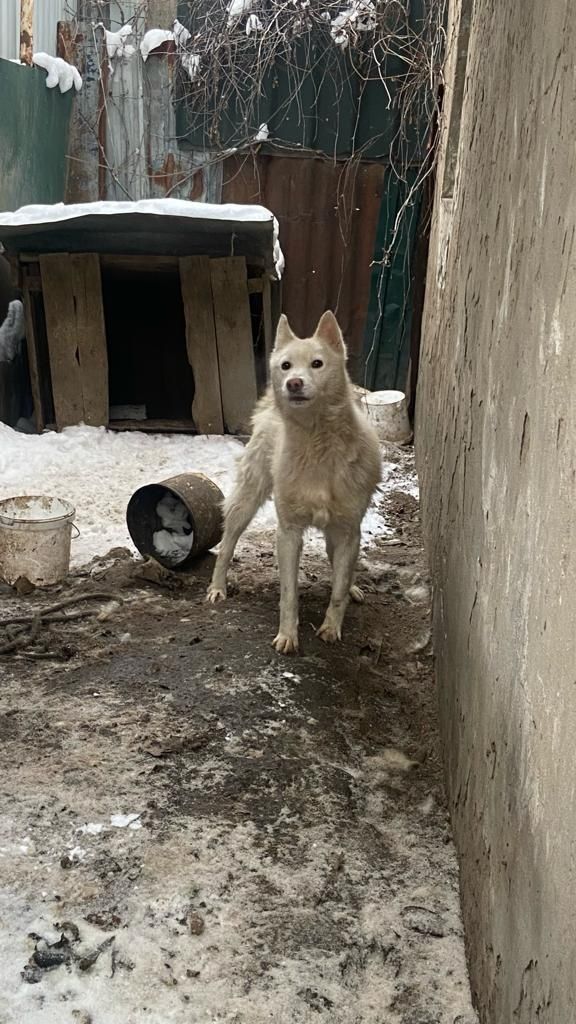 Продам сибирскую лайку.