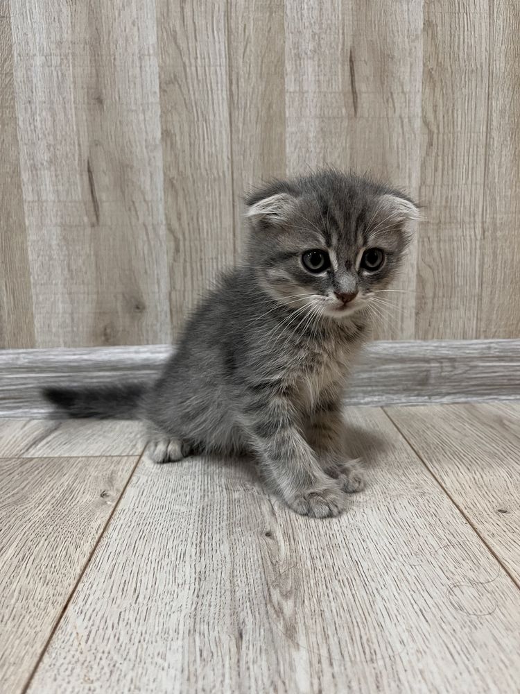 Продам    котят.