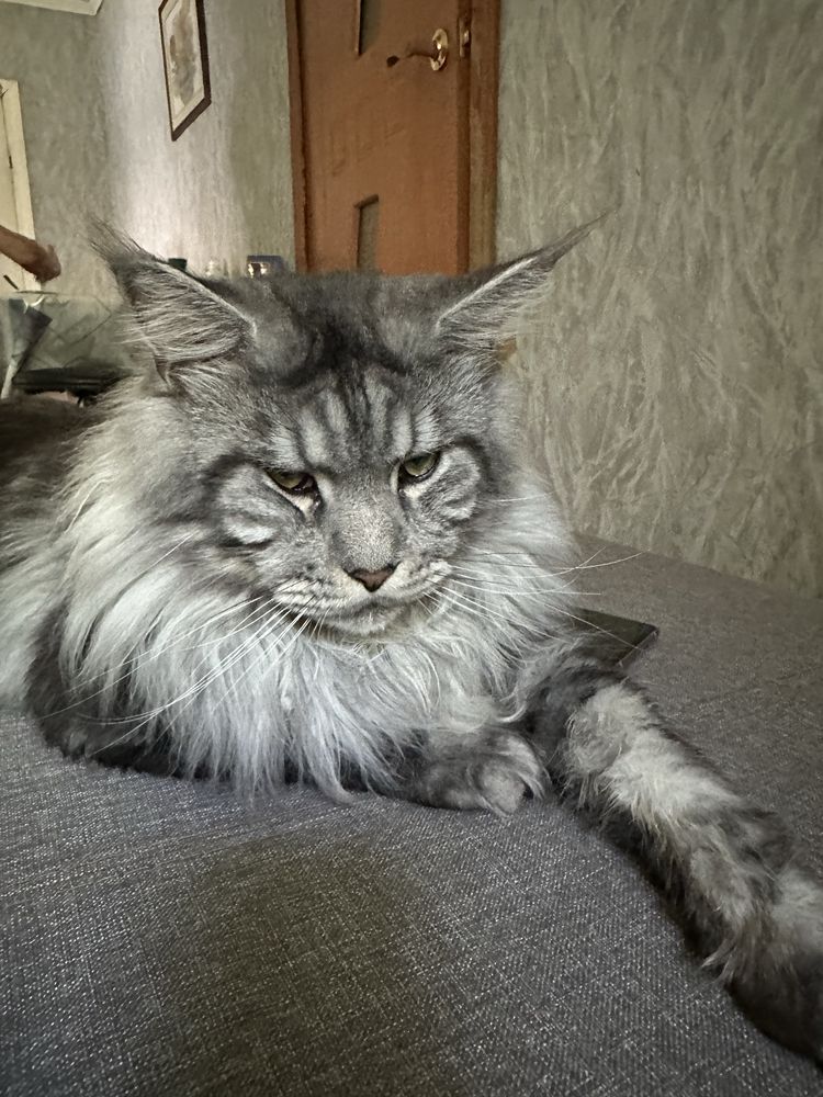 Кот породы Мейн-Кун.Вязка.