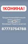 Конина молодое мясо