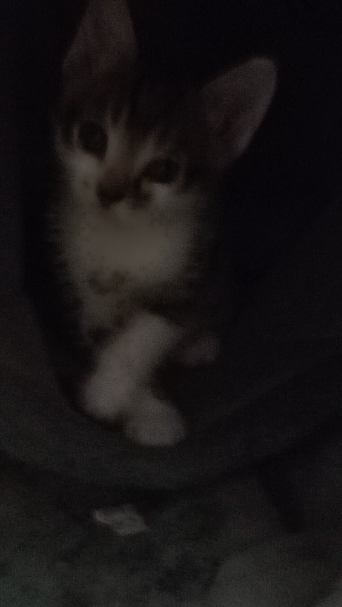 Котята отдам в хорошие руки