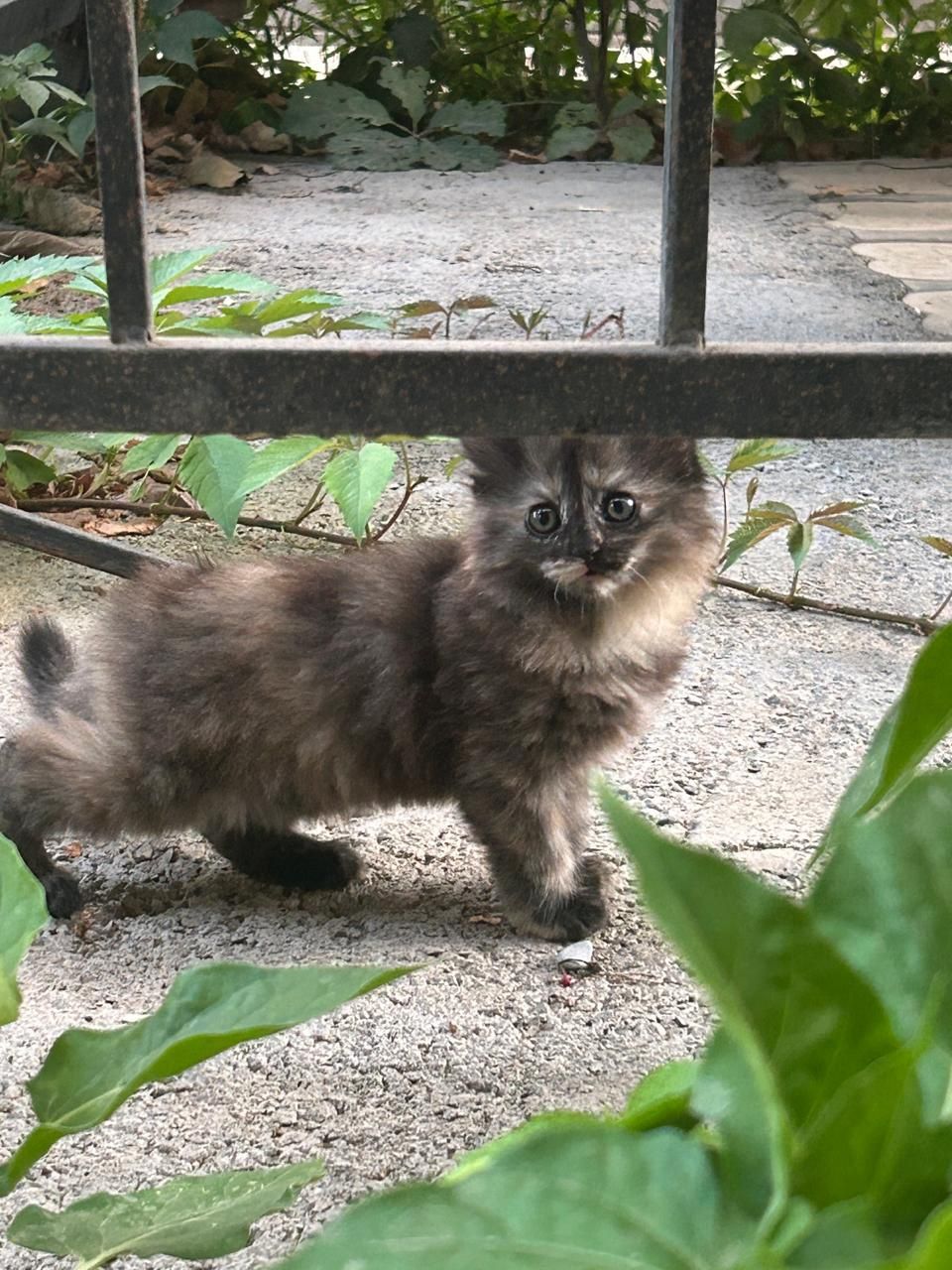 Котёнок ласковый.