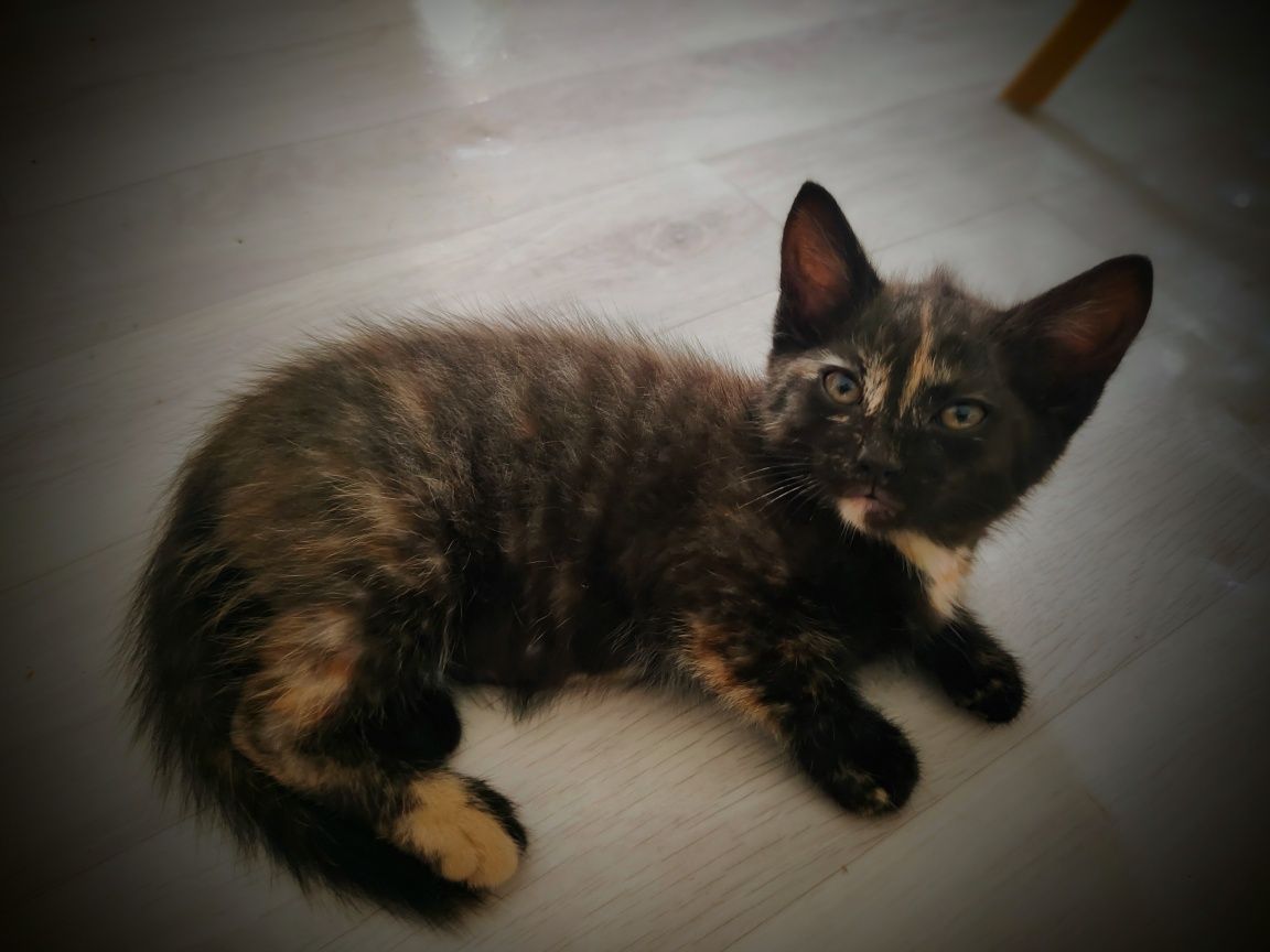 Отдам котенка в добрые руки!