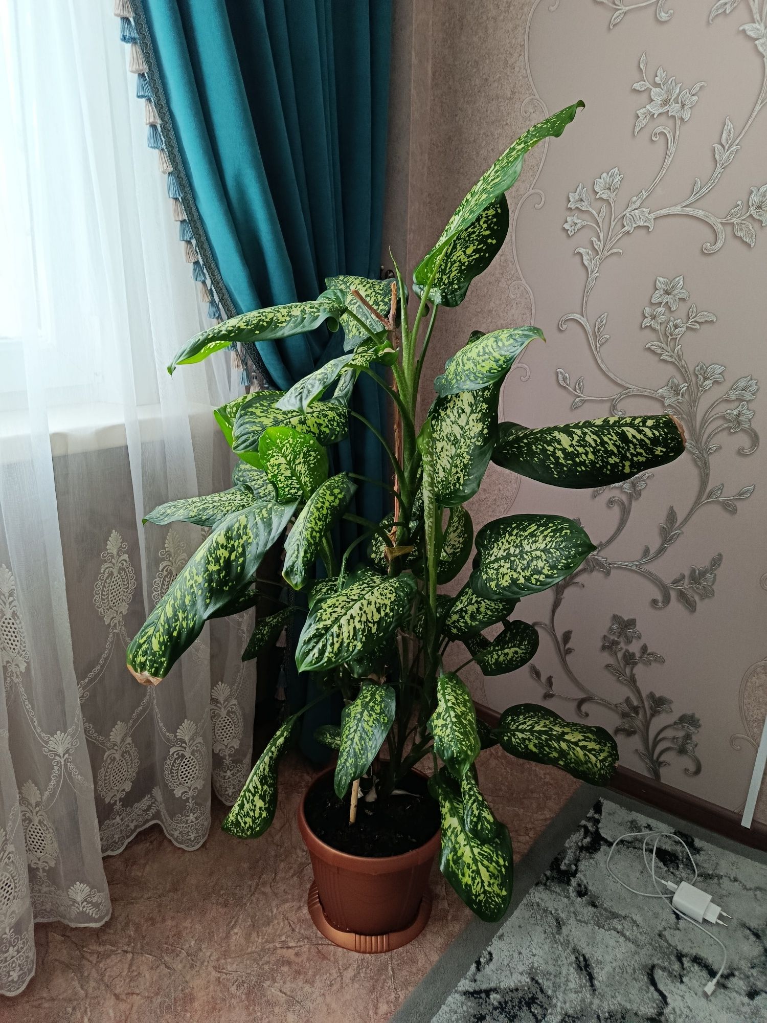 Продам комнатные цветы
