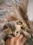 Шотландские шиншиллы | Котята | Вислоухие котята