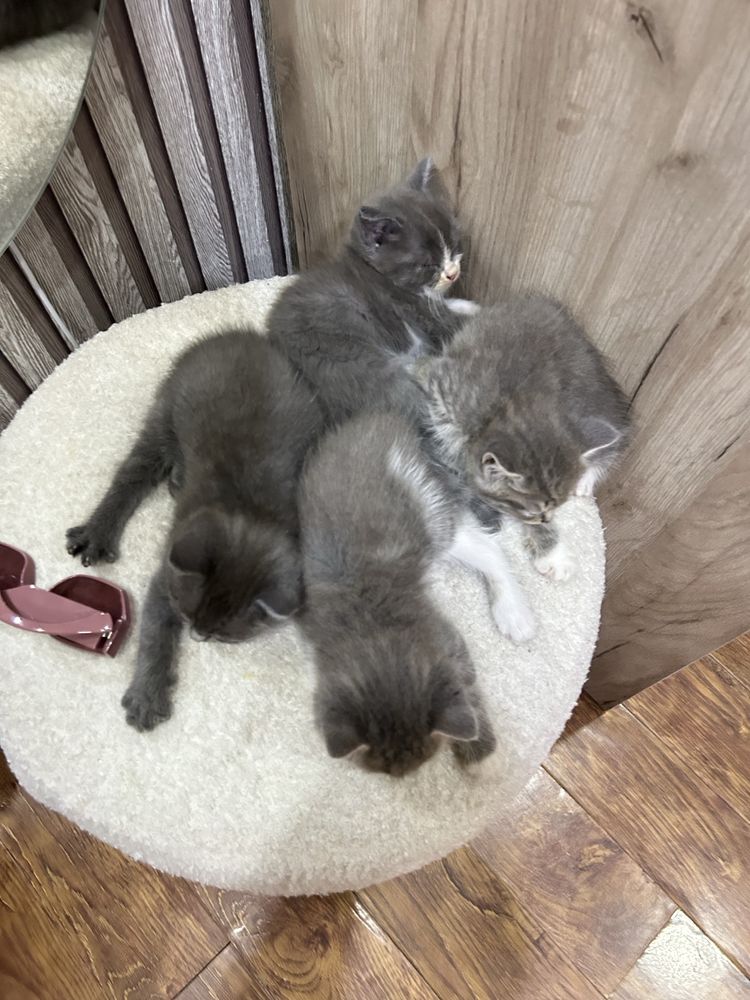 Отдам котят в добрые руки!