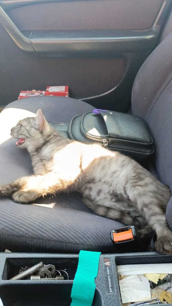 Породистому котенку нужен дом