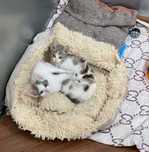 Котята, 1.5 месяца
