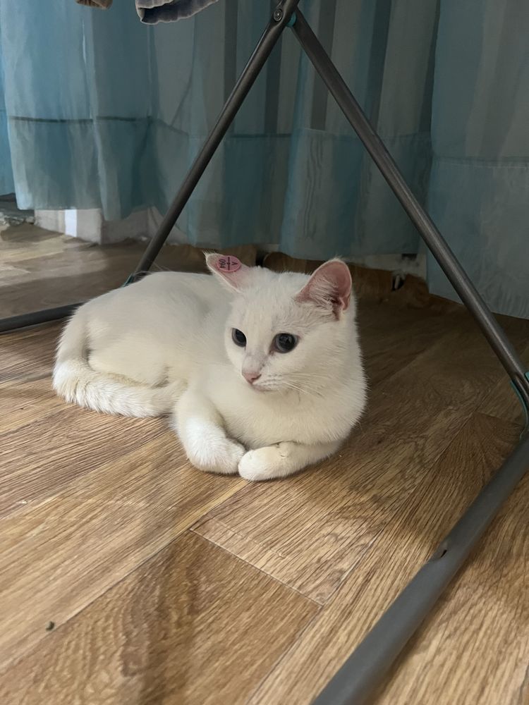 Отдам котенка в добрые руки