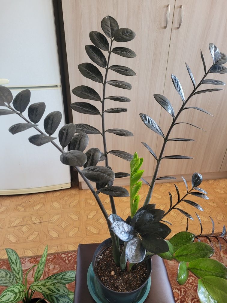 Комнатные растения