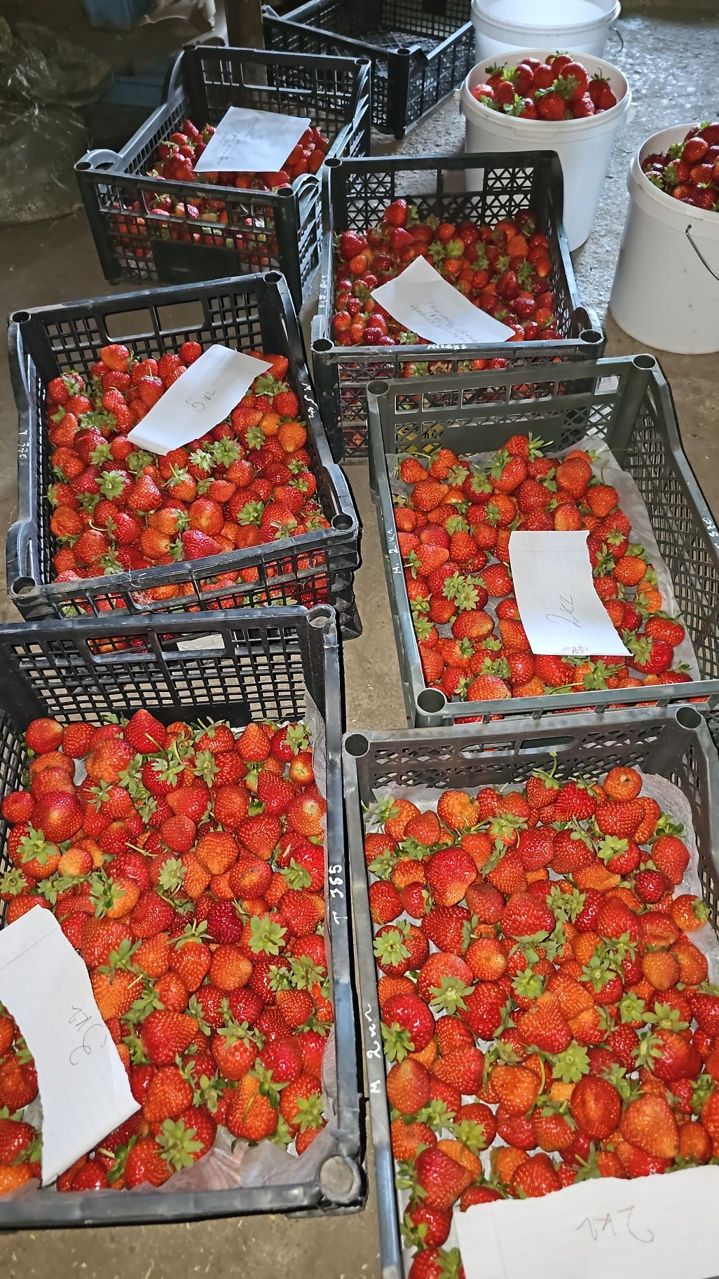 В продаже домашняя клубника .