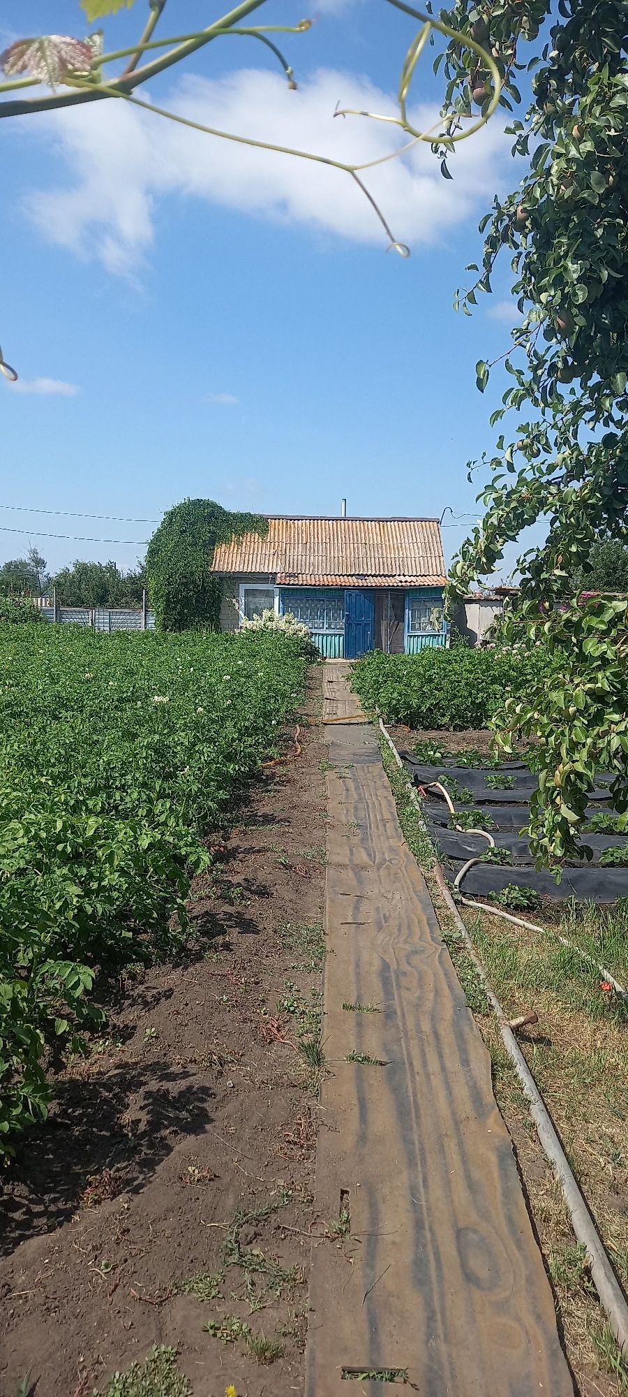 Продам дачу Сады 1 ,13 квартал    8 соток  .