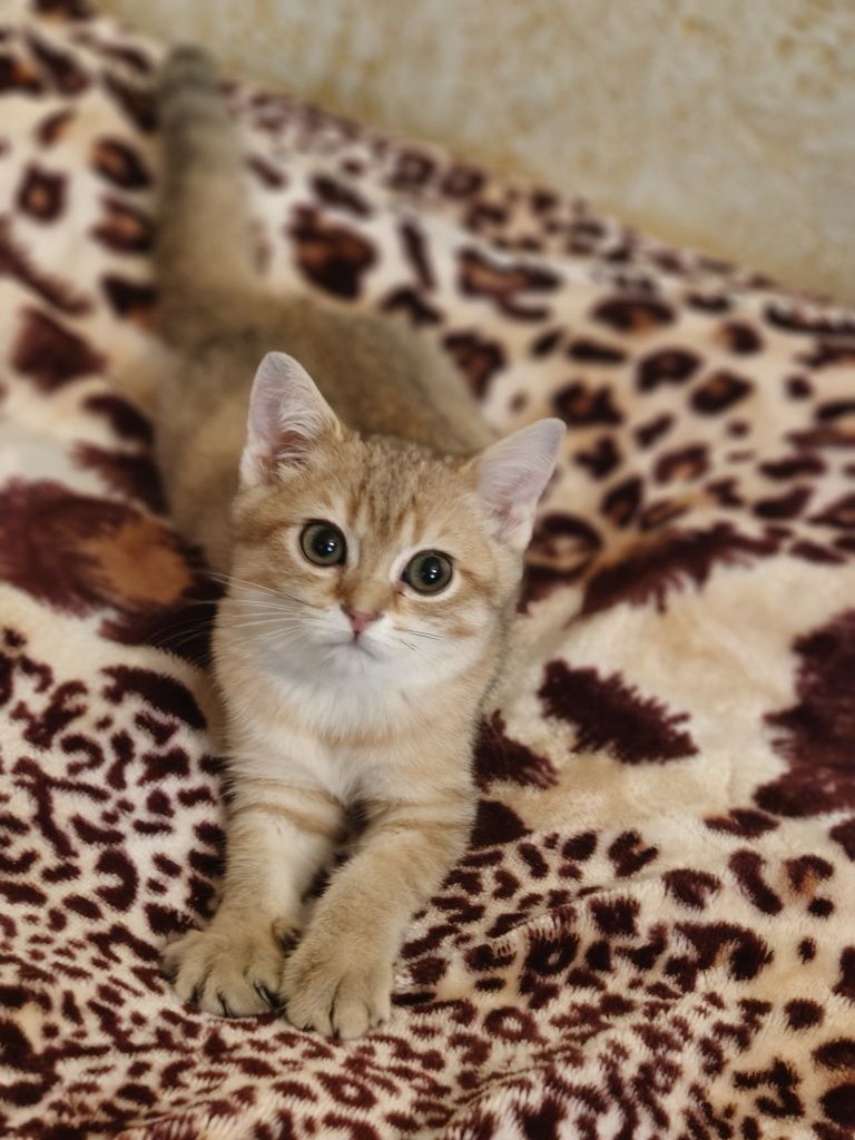Шиншилла Котик ласковый 3 мес